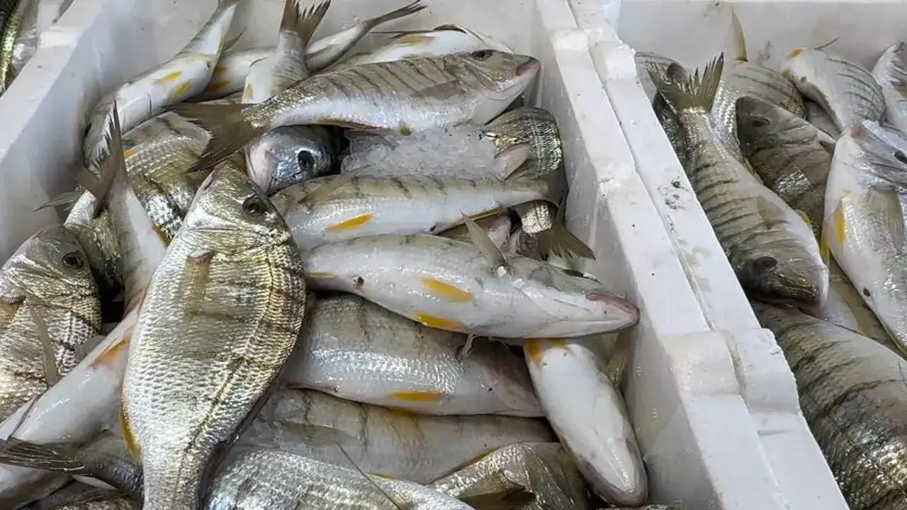 karadenizde-tezgahlar-bereketlendi-balik-turleri-cesitlendi