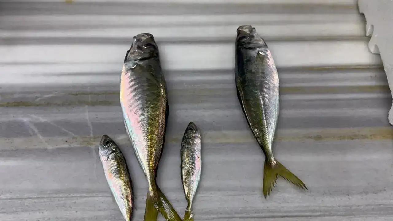 karadenizde-tezgahlar-bereketlendi-balik-turleri-cesitlendi