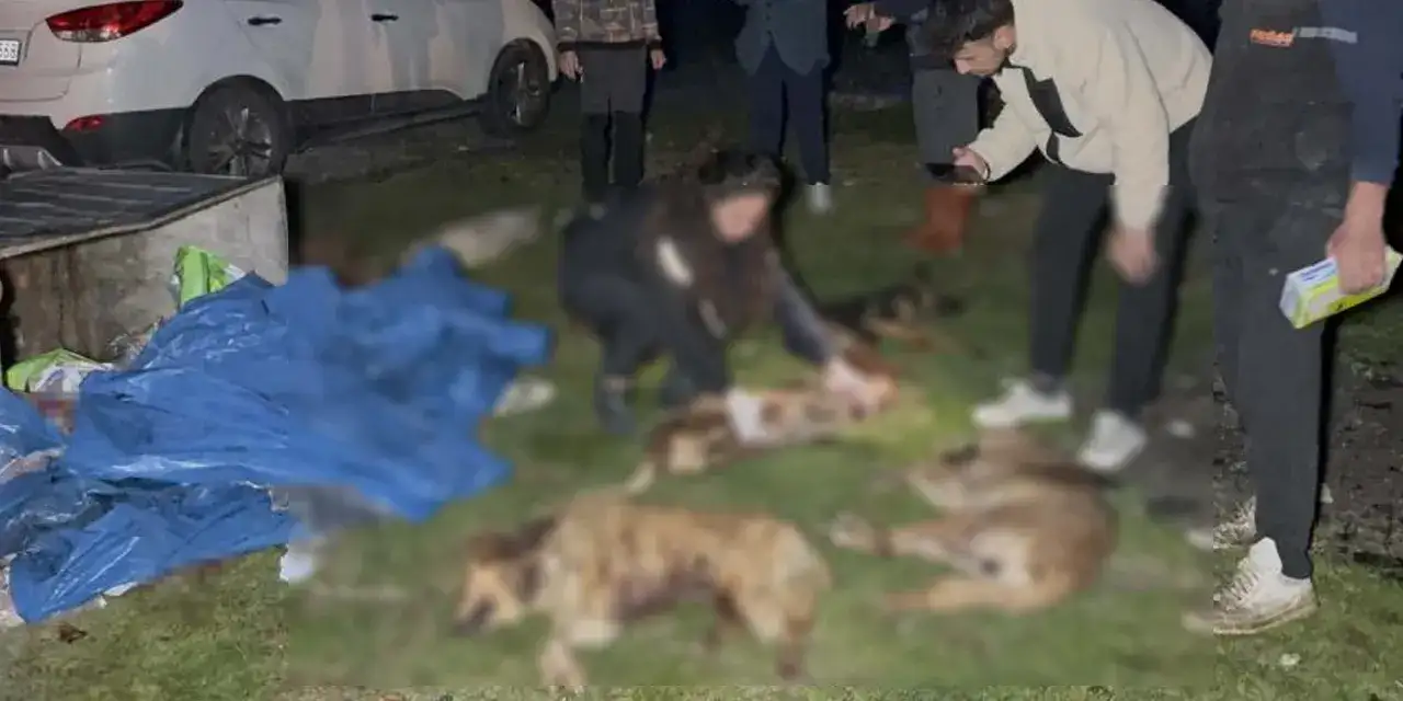 kopekler-olu-bulundu