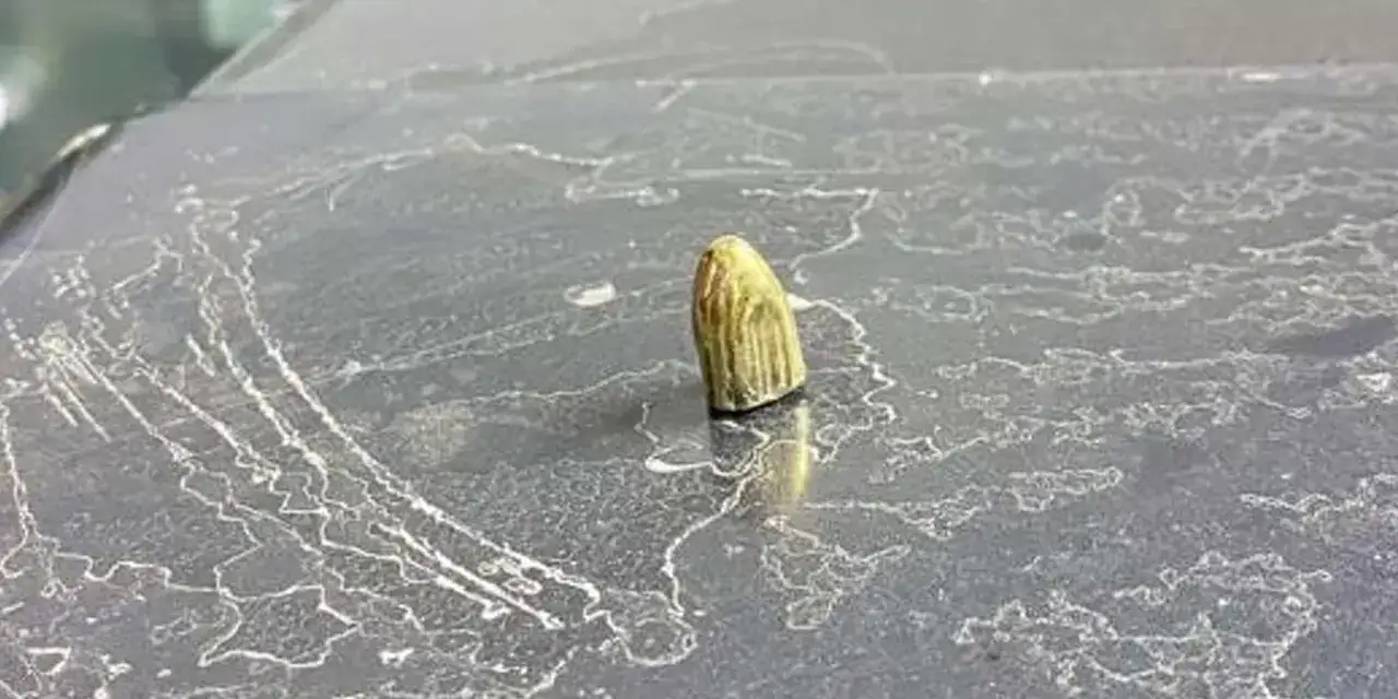 artvin-maganda-kursunu