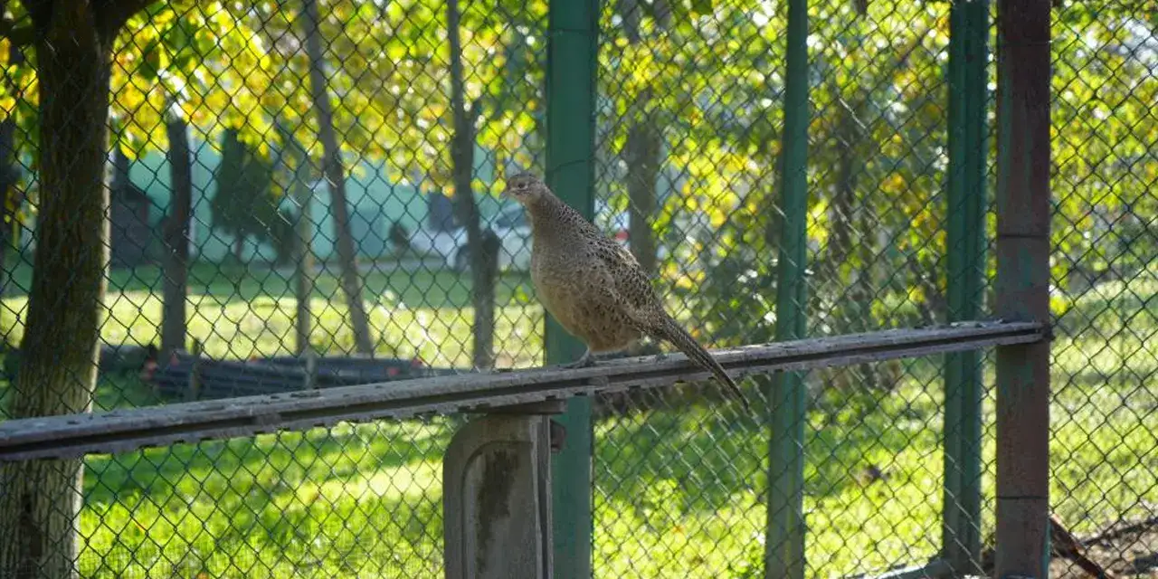 samsunda-kahverengi-kokarca-istilasi