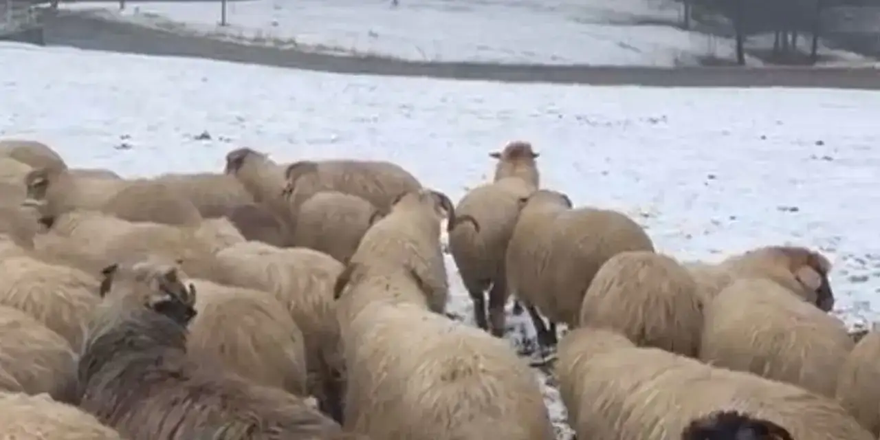trabzon-yuksek-kesimleri-karla-kaplandi