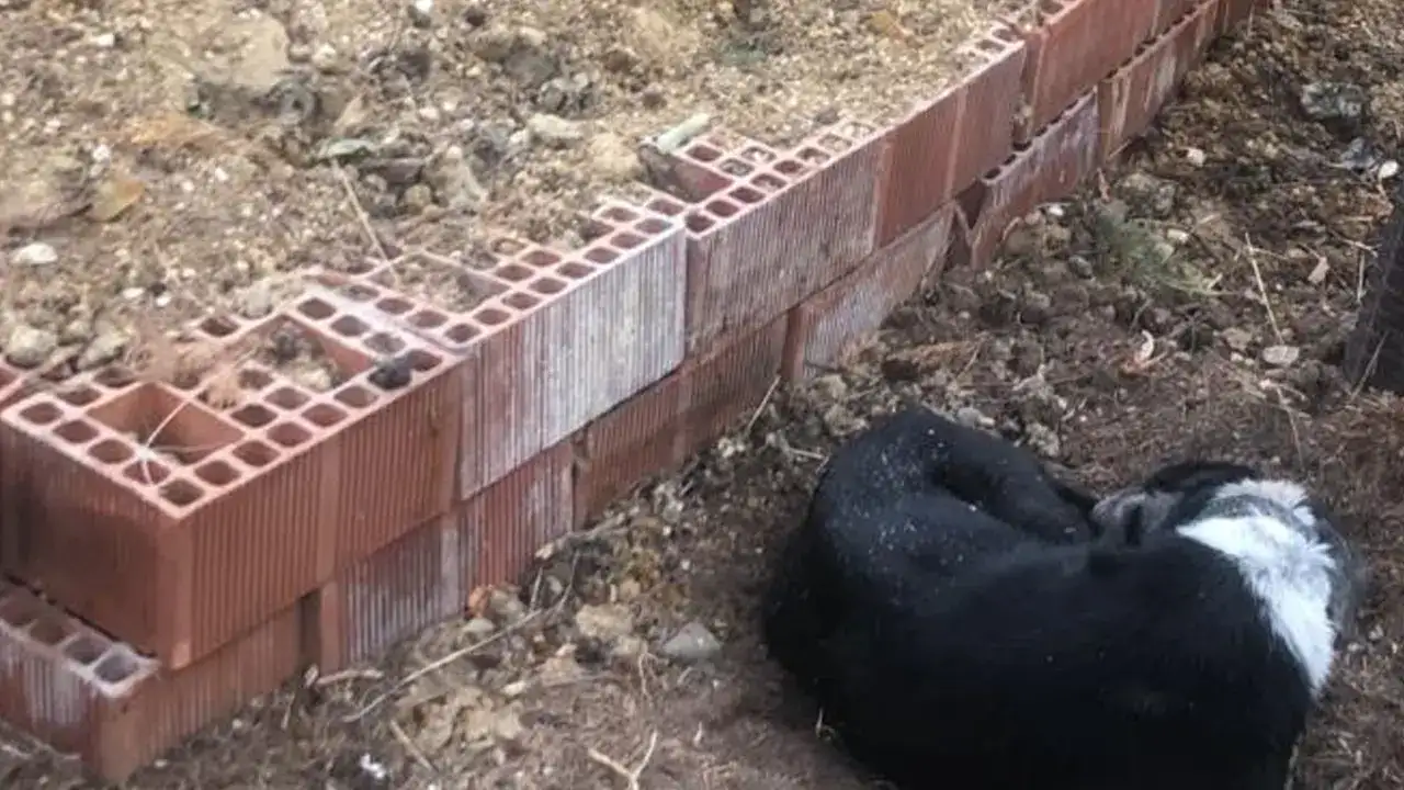 sahibib-basindan-aytiamyuan-kopek