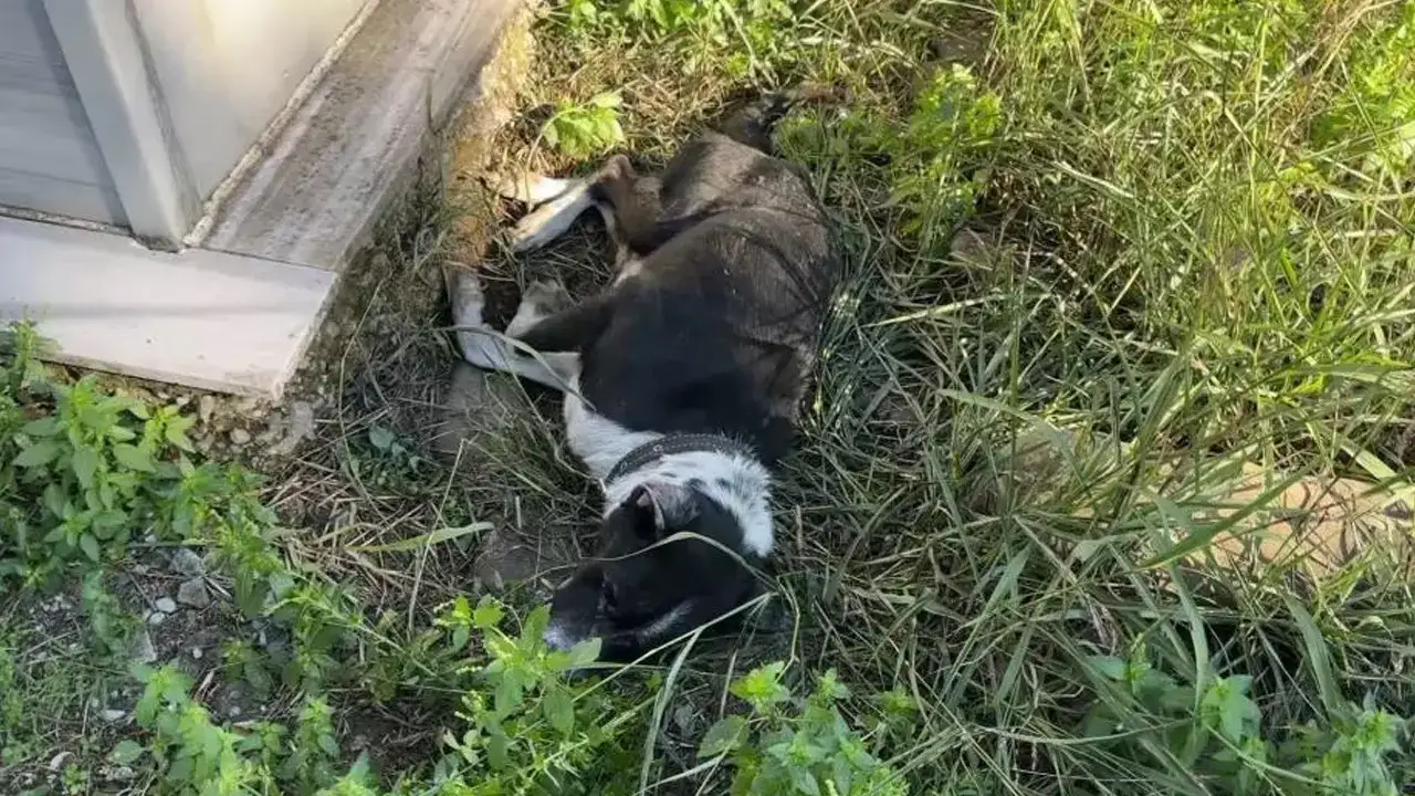 sahibib-mezarindan-ayriomayan-kopek