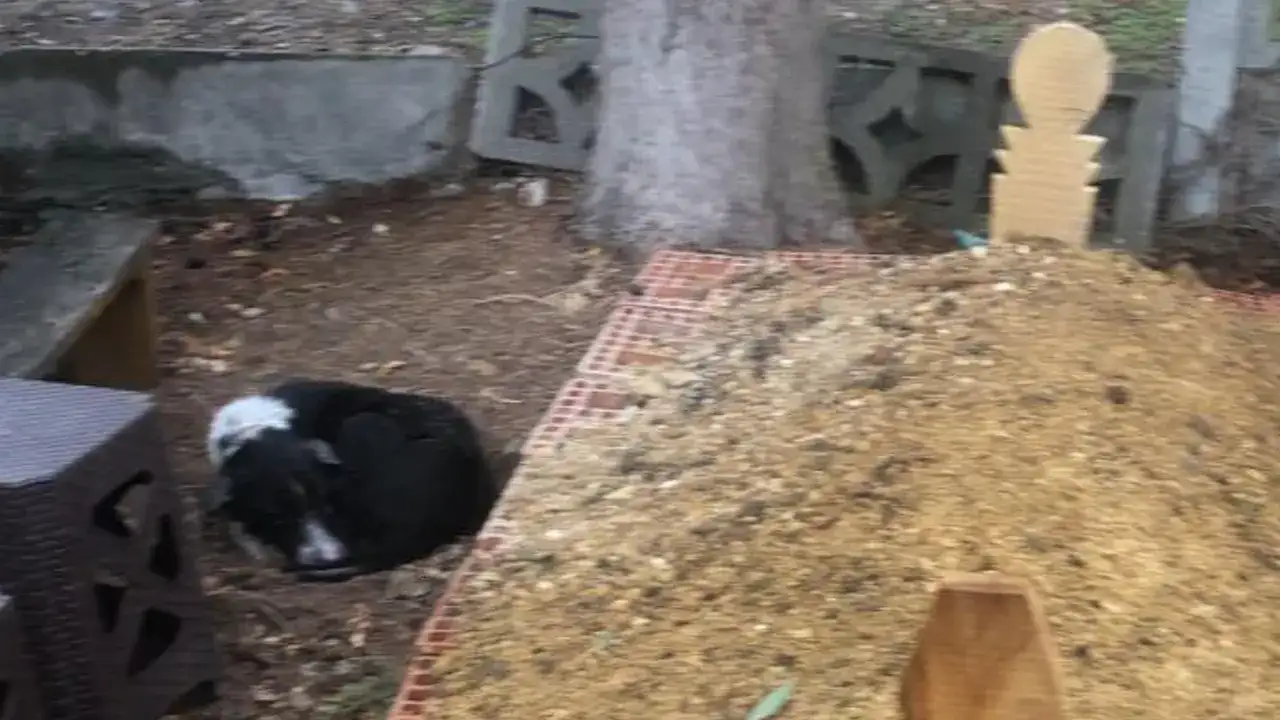 sahibinin-basindan-ayrikmayabn-kopek