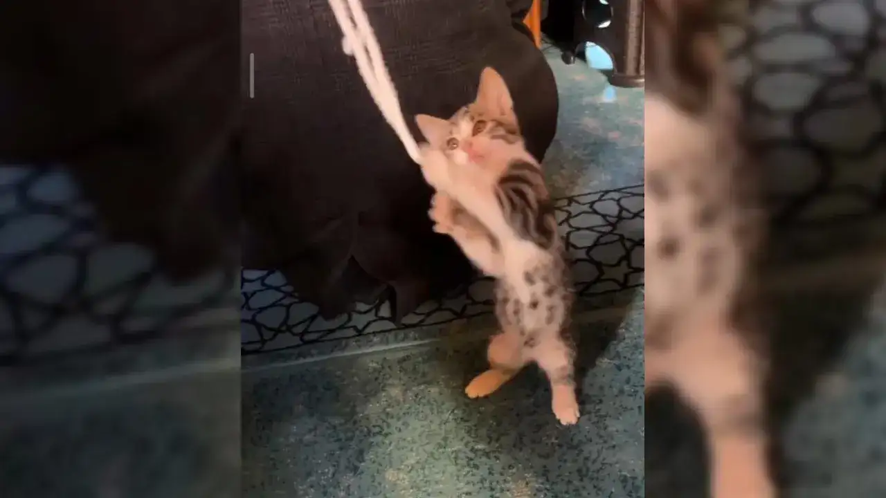 camide-yurekleri-isitan-olay