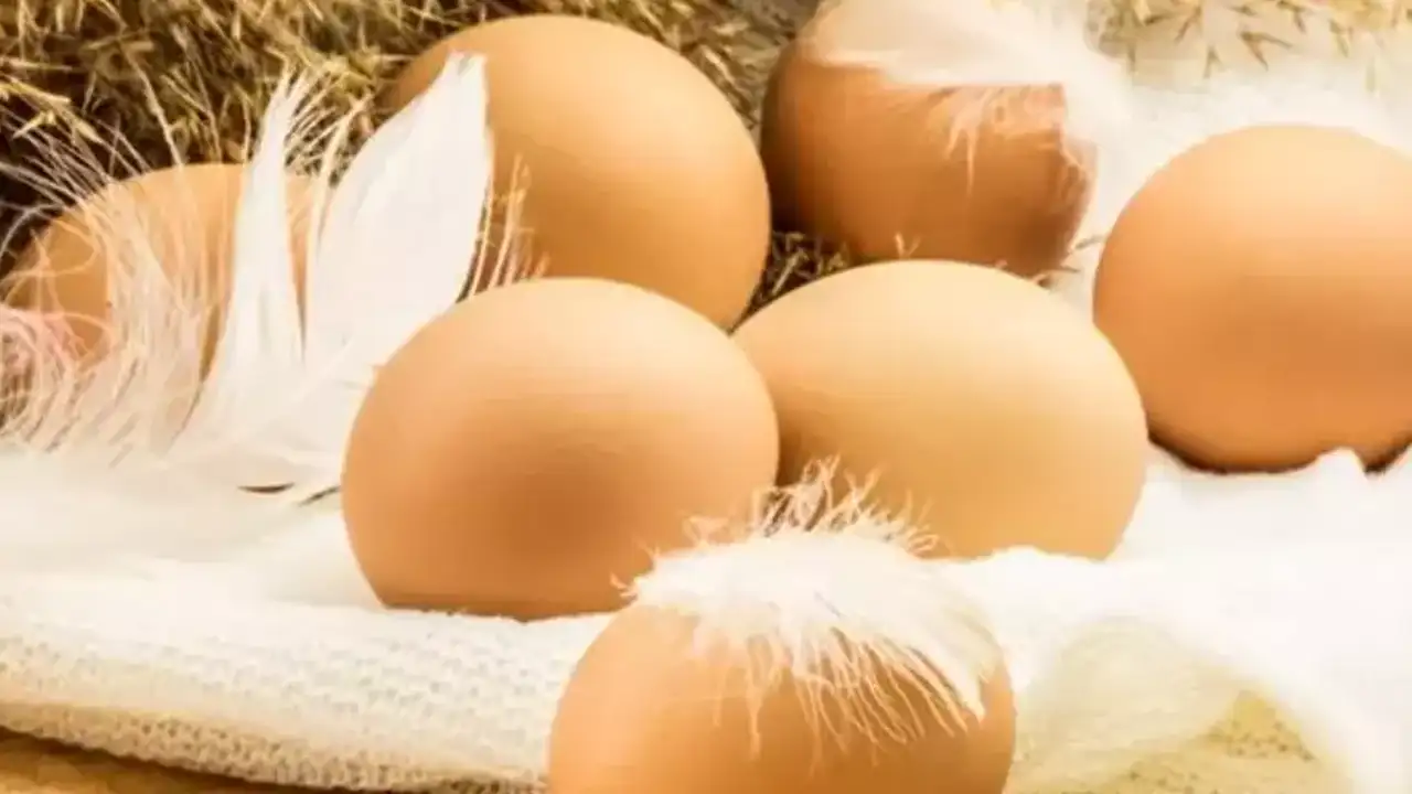 ruyada-yumurta-gormek