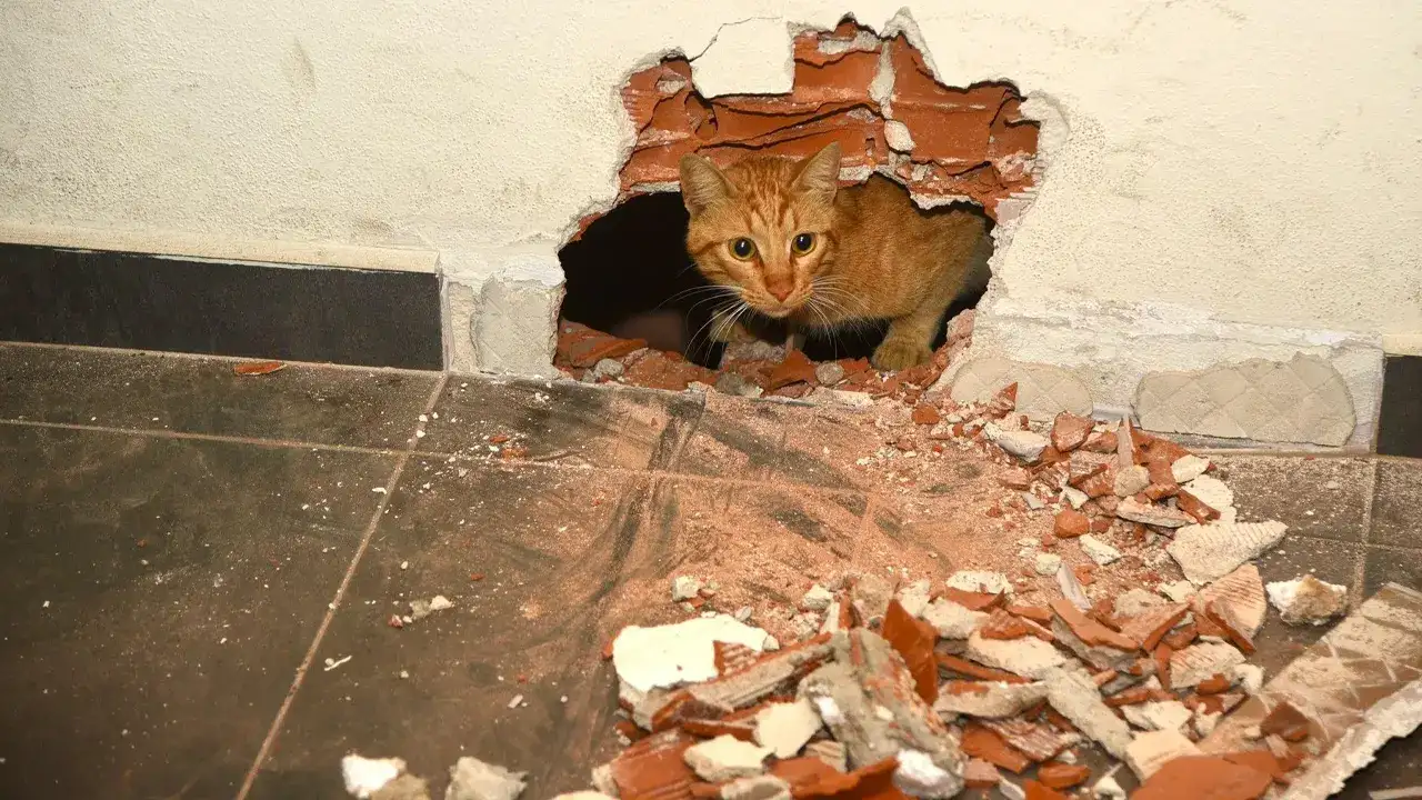 giresunda-havalandirma-boslugunda-mahsur-kalan-kedinin-imdadina-kosuldu