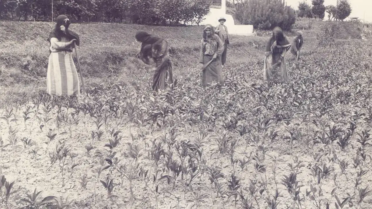 rizede-ortaya-cikan-arsiv-ile-turk-cayinin-tarihi-aydinlatildi