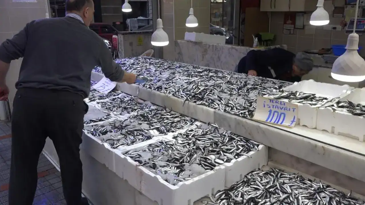 karadenizin-incisi-yok-olma-tehlikesinde-hasret-kalacagiz