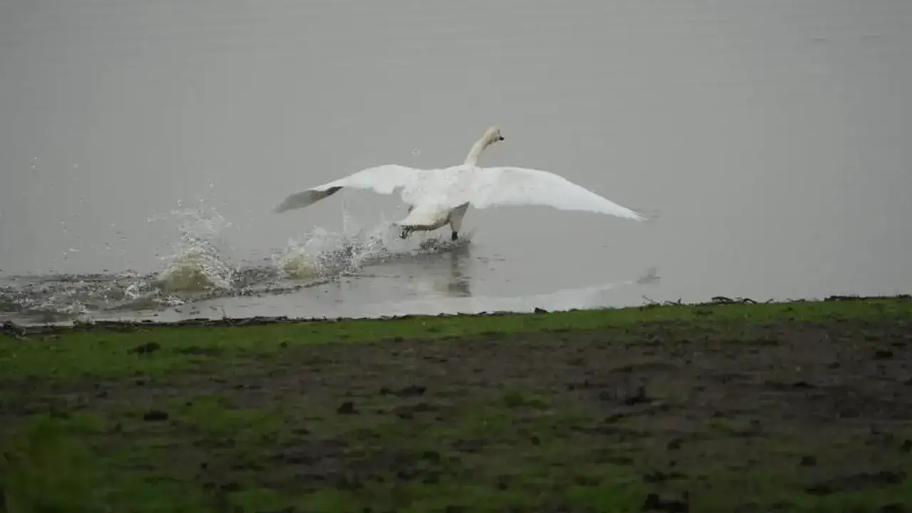 samsunda-yaban-hayatina-merhamet-eli-uzattilar