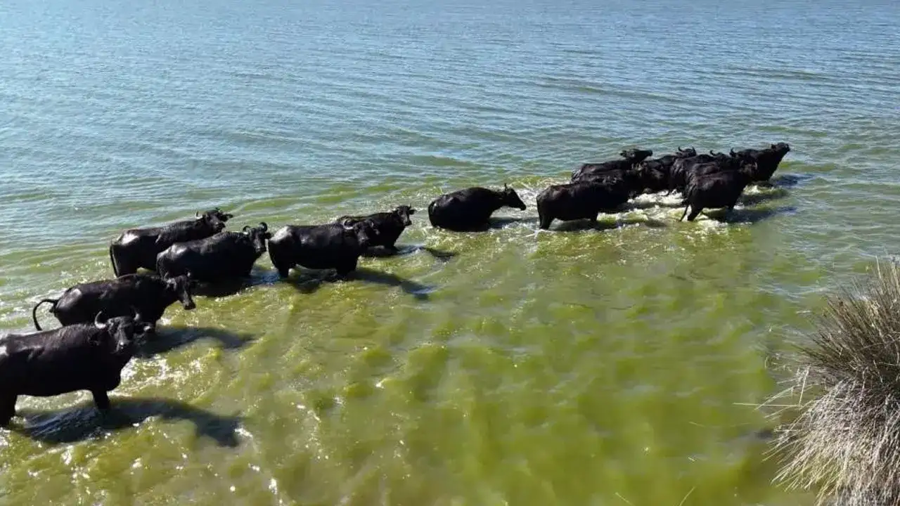 samsundan-uyari-geldi-turkiyede-manda-populasyonu-tehdit-altinda