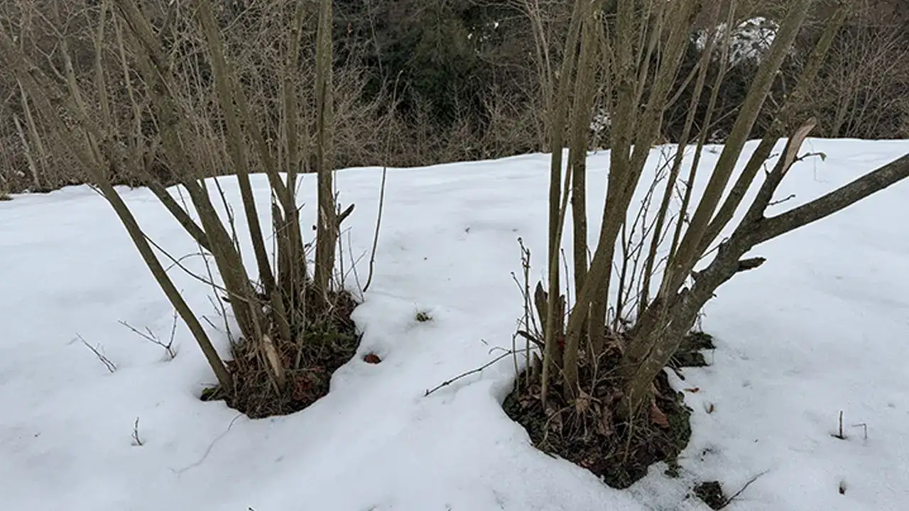 trabzonda-kar-findiga-yaradi-verimli-gececek