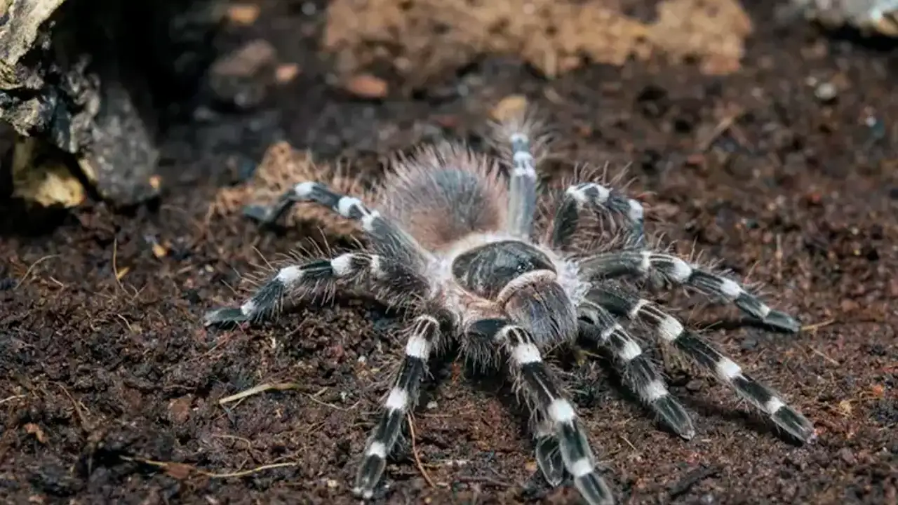 ruyada-orumcek-gormek-ne-anlama-gelir