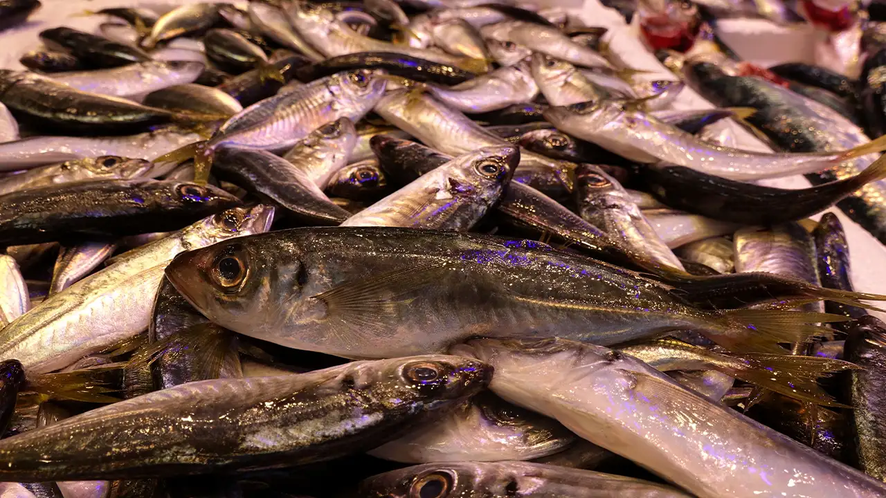 trabzonda-hamsi-tezgahtan-cekildi-kar-ve-firtina-balikciya-set-cekti