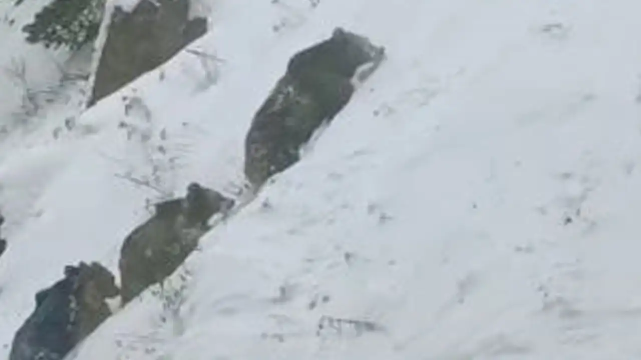 artvinde-kis-uykusu-bozuldu-4-boz-ayi-karayolunda-goruntulendi