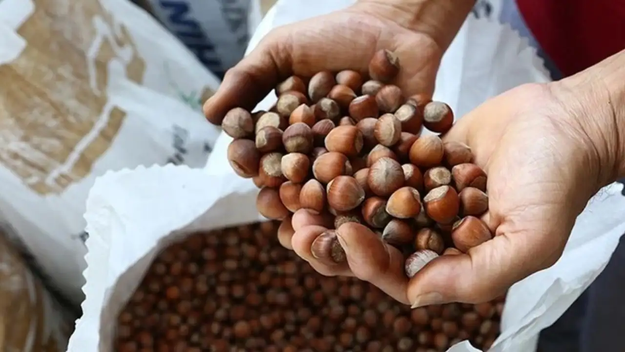 2026-yili-icin-findikta-kritik-uyari-tarihi-gerileme-yasandi