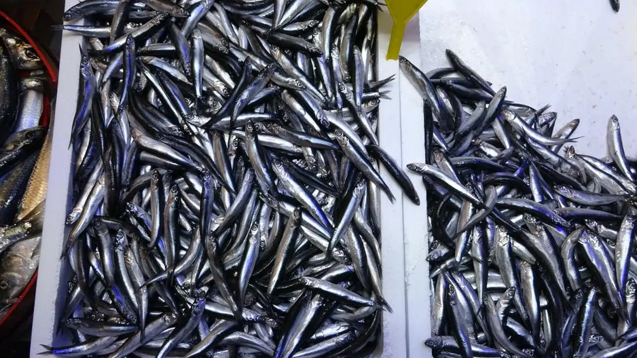 gurcistan-umudu-bosa-cikti-hamsi-avi-beklentiyi-karsilamadi