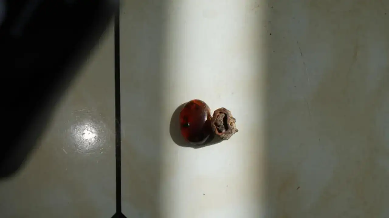 kehribari-kesti-icinden-milyonlarca-yillik-surpriz-cikti