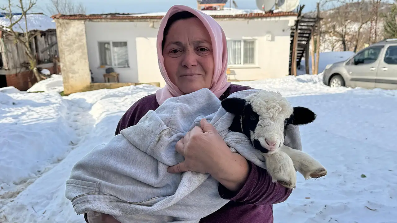 orduda-kuzuya-evde-bebek-gibi-bakiyorlar-biberonla-besleniyor