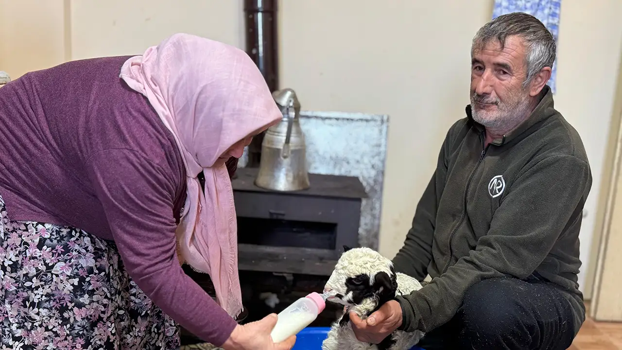 orduda-kuzuya-evde-bebek-gibi-bakiyorlar-biberonla-besleniyor