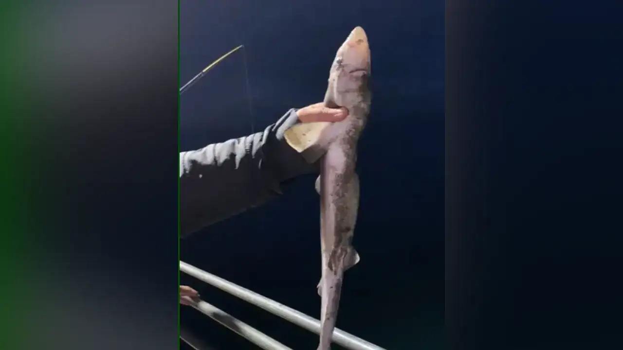 karadenizde-buyuk-tehlike-kopek-baliklari-balikcilarin-oltalarina-takilmaya-basladi