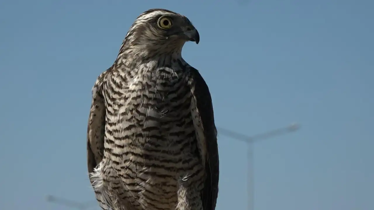 rize-ve-artvinde-yuzyillik-gelenek-atmacacilik-dogayla-uyum-icinde-suruyor