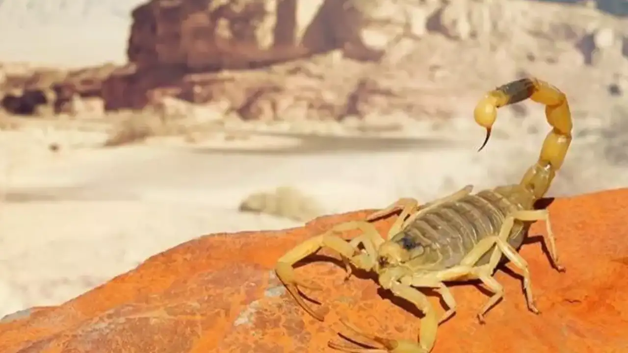 ruyada-akrep-gormek-ne-anlama-gelir