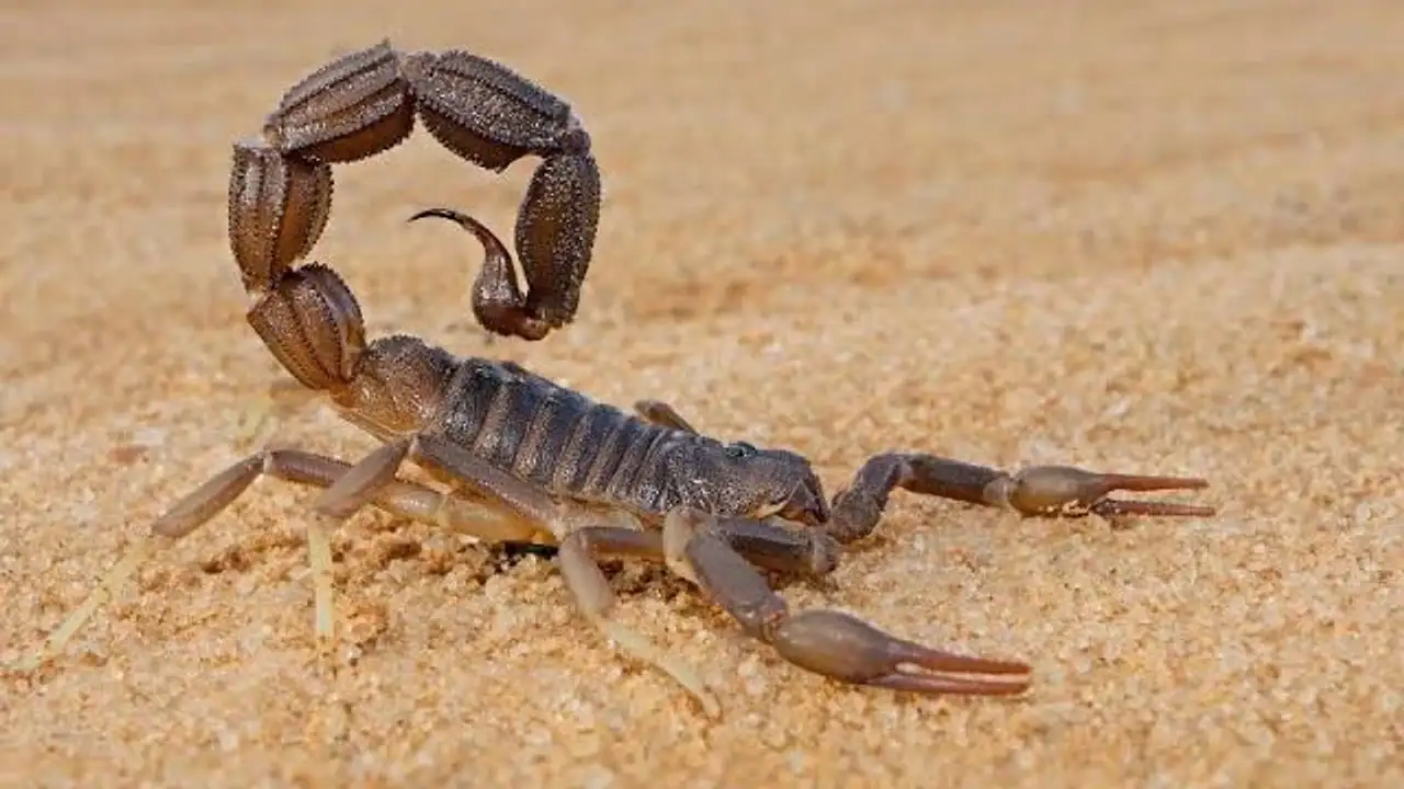 ruyada-akrep-gormek-ne-anlama-gelir