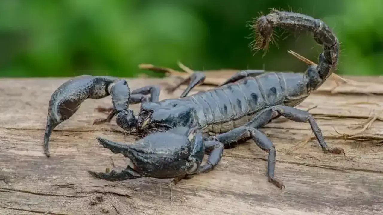 ruyada-akrep-gormek-ne-anlama-gelir