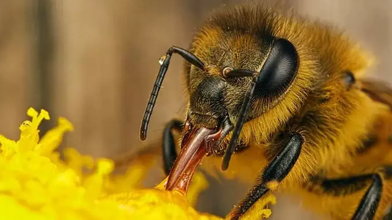 ruyada-ari-gormek-ne-anlama-gelir