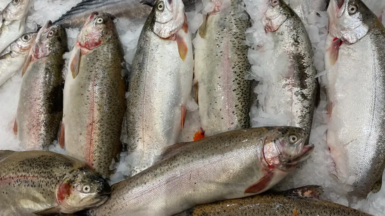 turk-somonu-ihracati-2025te-rekor-kirdi-520-milyon-dolari-asti