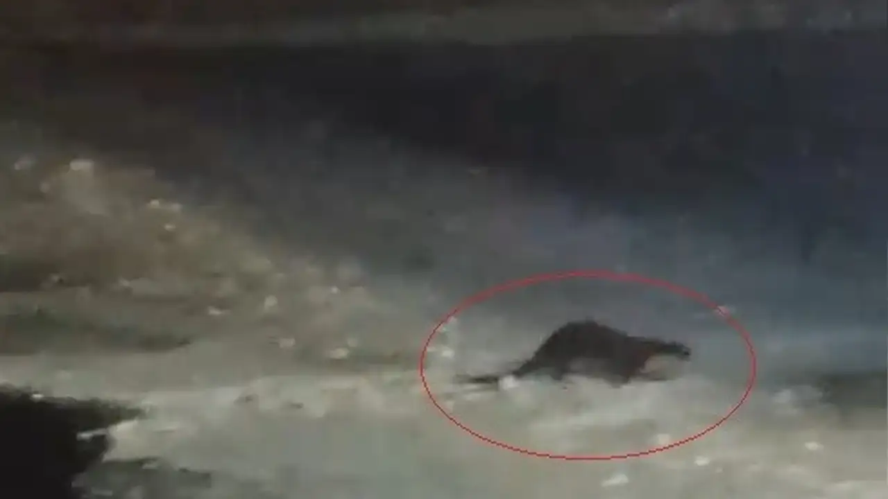 bayburtta-su-samuru-goruntulendi-vatandaslar-gel-gel-diye-seslendi