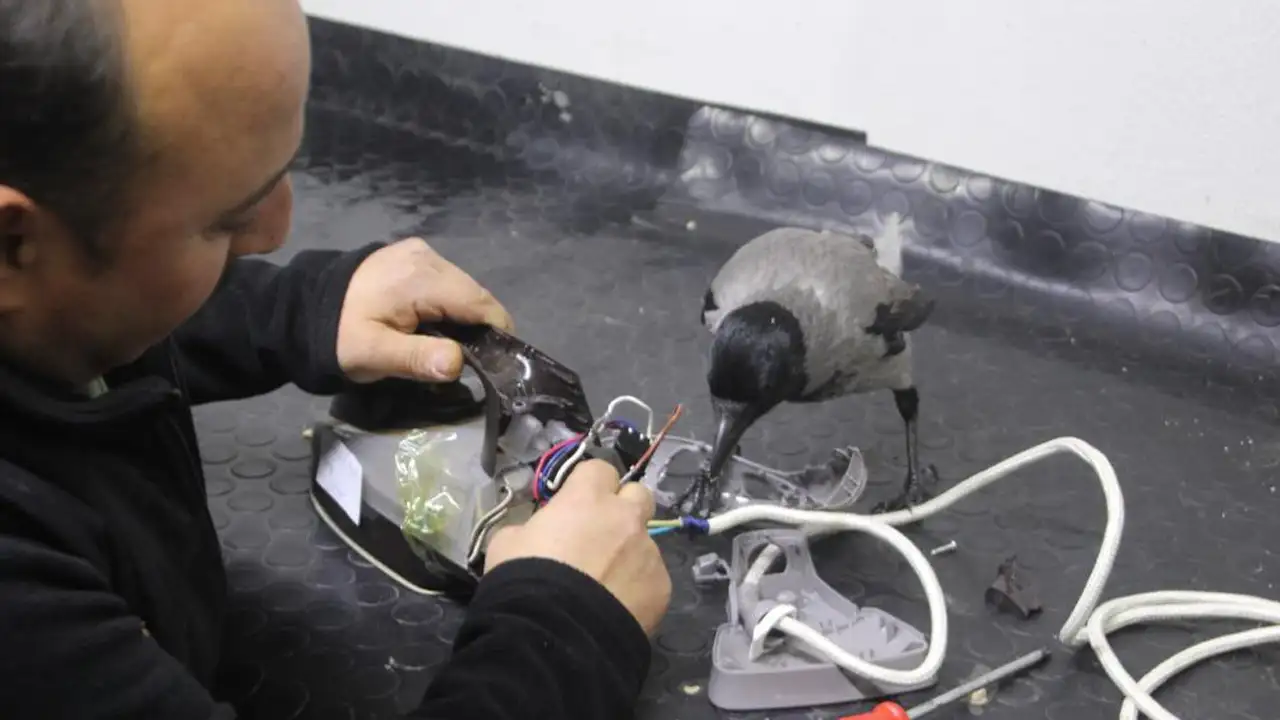 orduda-yarali-kargayla-kurulan-dostluk-gorenleri-gulumsetiyor