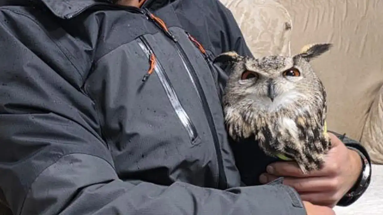 artvin-ardanucta-tellere-takilan-baykus-kurtarildi