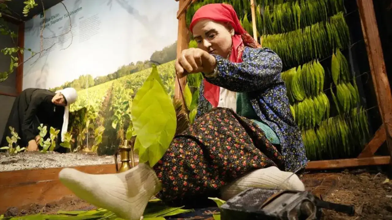 samsun-buyuksehir-muzelerini-2025te-517-bin-kisi-ziyaret-etti