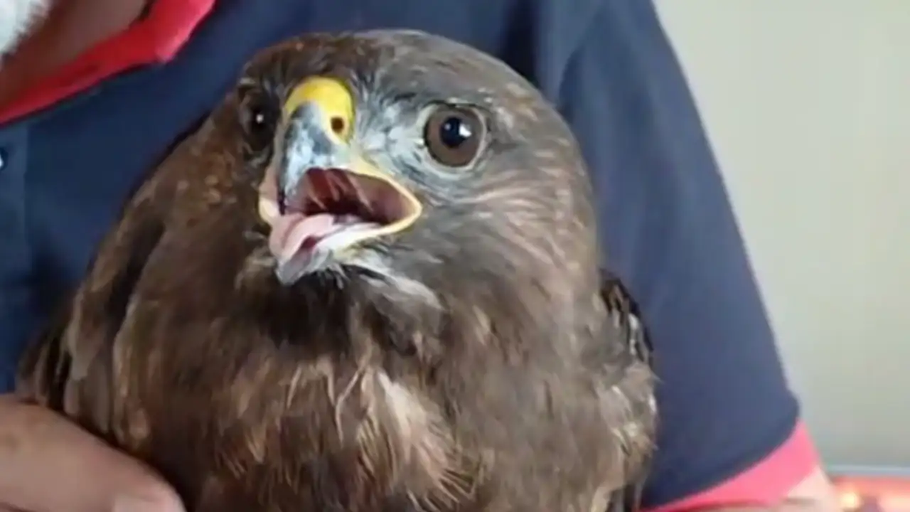 giresunda-yarali-sahin-itfaiyenin-dikkatiyle-hayata-tutundu