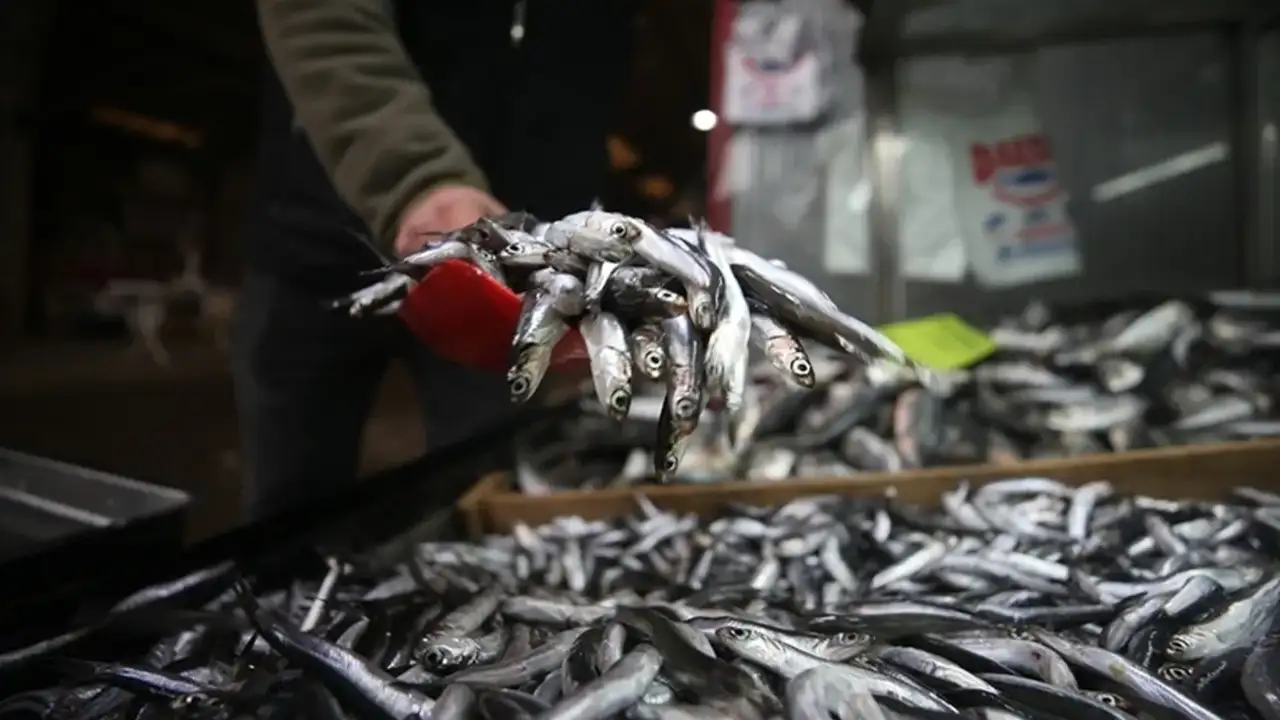 hamsi-avrupayi-sardi-milyon-dolarlik-artis