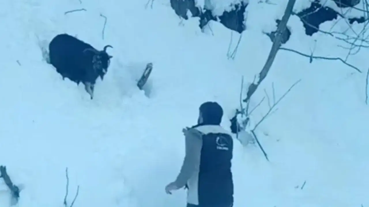 kardan-kapanan-yolda-duyarli-davranis-operator-kaybolan-keciyi-sahiplerine-ulastirdi