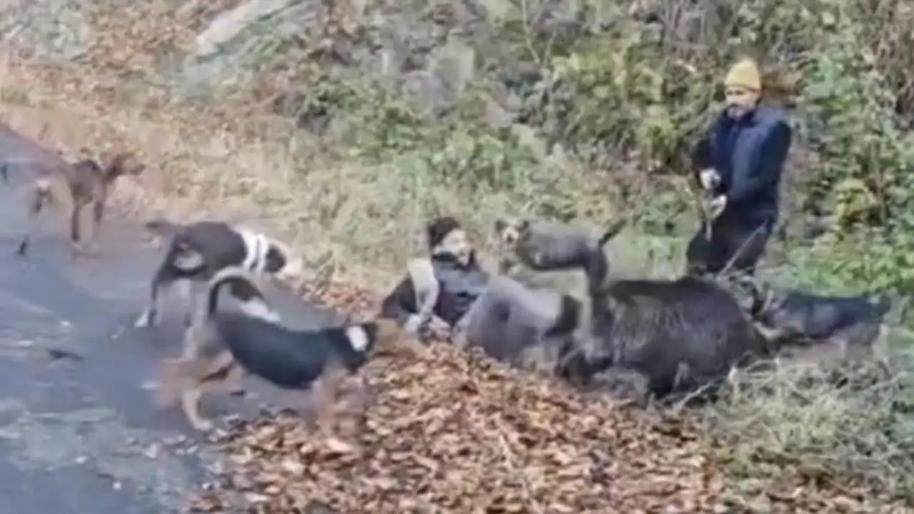 trabzonda-yarali-domuz-avcilara-saldirdi-olay-ani-kamerada