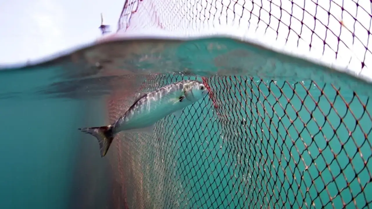 karadenizde-lufer-cikmazi-balik-var-tezgaha-gelmiyor