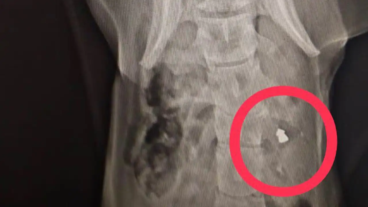 sokak-kopeklerine-tufekli-saldiri-10-gunde-3-kopek-vuruldu