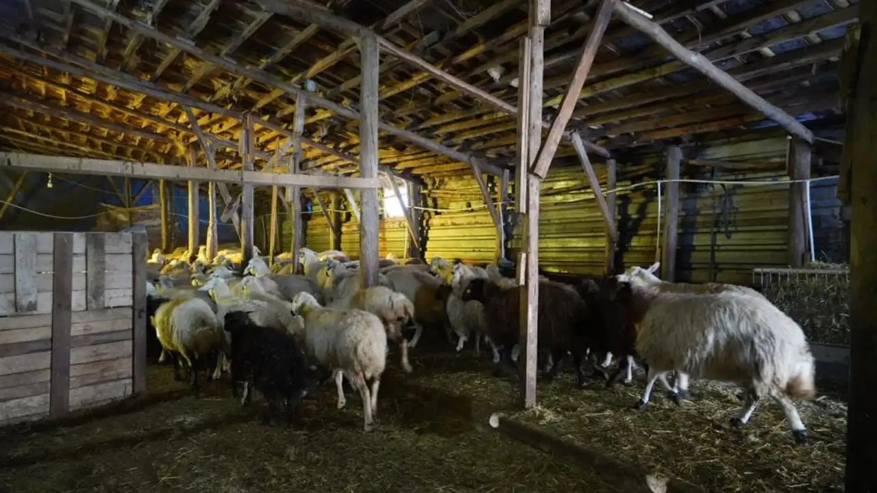 bayburtta-kisa-meydan-okuyan-azim-eksi-25-derecede-hayvancilik