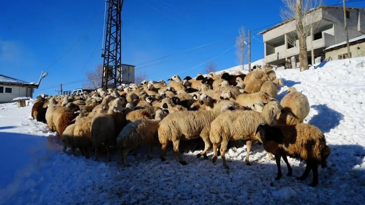 bayburtta-kisa-meydan-okuyan-azim-eksi-25-derecede-hayvancilik