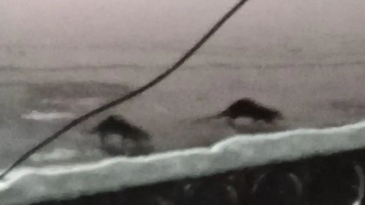 bayburtta-su-samurlari-bu-kez-cift-halinde-goruntulendi