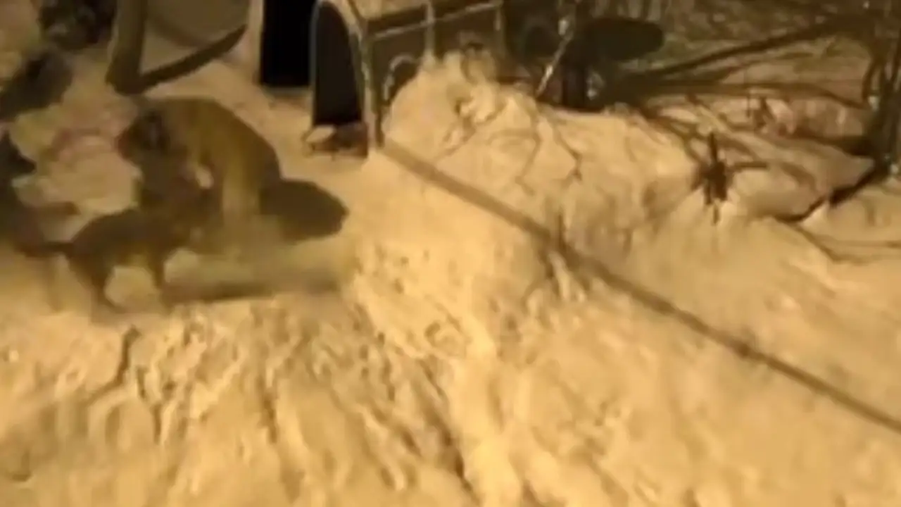 artvinde-cesur-bekci-kopegi-6-kurda-meydan-okudu