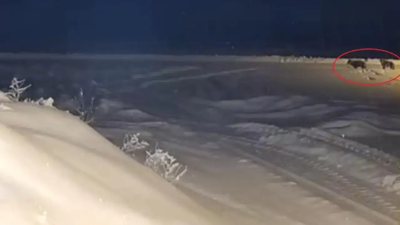 bayburtta-10-kurt-koy-merkezine-indi-kopegi-kovaladi