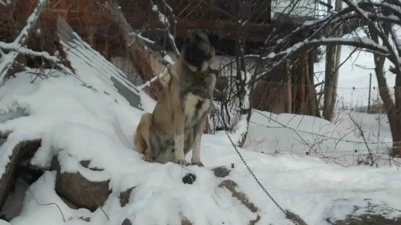 savsatta-bekci-kopegi-6-kurdu-koyden-uzaklastirdi