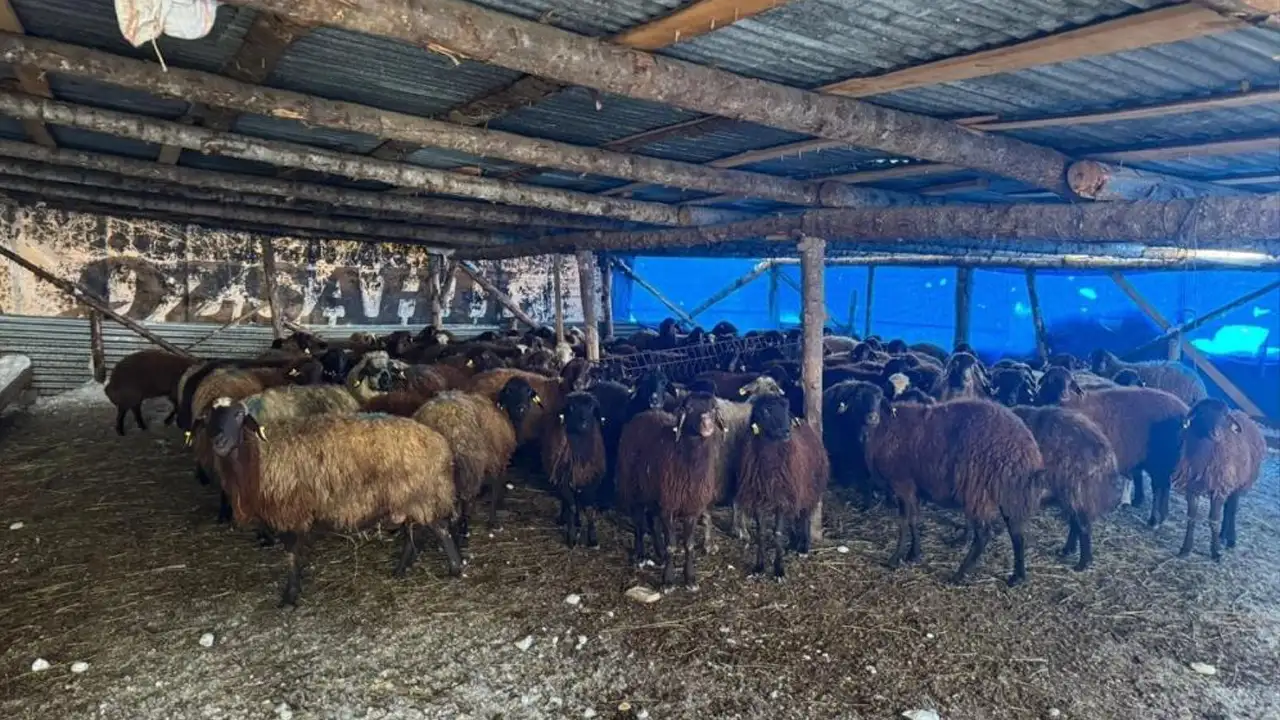 bayburtta-hayvanciliga-destek-suruyor-100-kucukbasla-kendi-isletmesini-kurdu