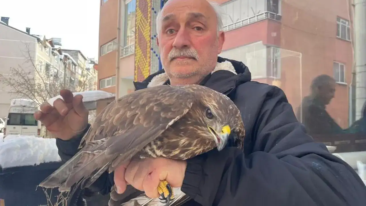 orduda-yarali-bulunan-boz-sahin-tedavi-edildi